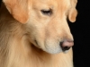 Cooper003