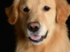 Cooper005