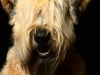 Cooper001