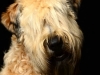 Cooper002