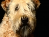 Cooper003