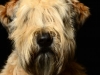 Cooper004