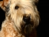 Cooper006