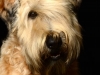 Cooper007