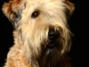 Cooper008