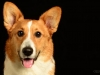 Corgis010