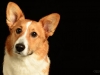 Corgis011