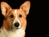 Corgis012