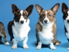 corgis001_2