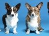 corgis001