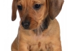 Dach001