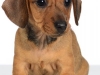 Dach002