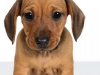 Dach003