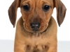 Dach004