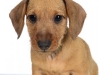 Dach005