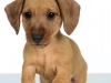 Dach006