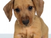 Dach007