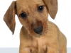 Dach008