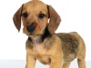Dach009