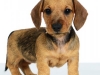 Dach011