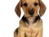Dach012