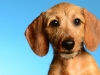 Dachs005