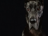 Dane007