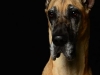 Dane002