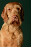 Deacon003