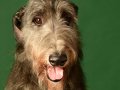 Deerhounds001