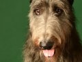 Deerhounds002