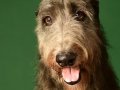 Deerhounds003