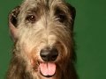 Deerhounds004