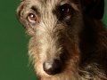 Deerhounds005