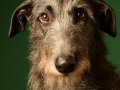 Deerhounds006