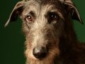 Deerhounds007