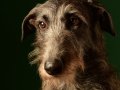 Deerhounds008
