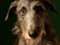 Deerhounds009