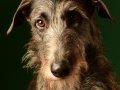 Deerhounds010
