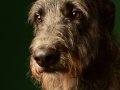 Deerhounds011