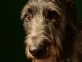 Deerhounds012