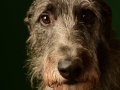 Deerhounds013