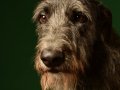 Deerhounds014