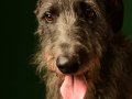 Deerhounds015