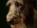 Deerhounds016