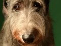 Deerhounds017