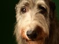 Deerhounds018