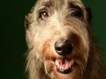Deerhounds019