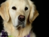 Goldens003