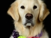 Goldens004